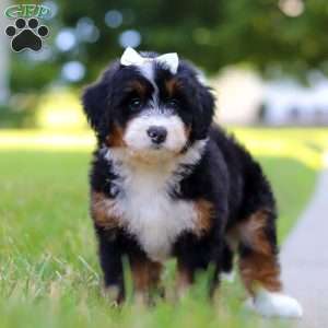 Indy, Mini Bernedoodle Puppy